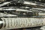 Polished Fossil Orthoceras (Cephalopod) Plate - Morocco #372645-1